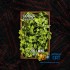 Табак для кальяна Cobra La Muerte Mint (Кобра Мята Ла Муэрте) 40г Акцизный фото - 2